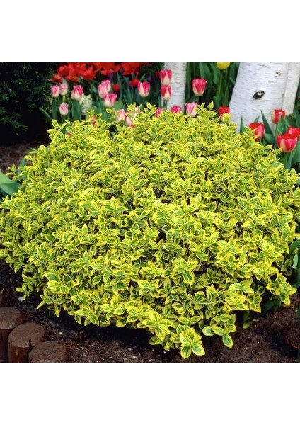 1 Adet Euonymus Japonica Aurea Altuni Taflan Fidanı Tüplü