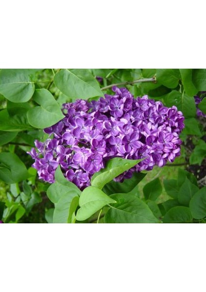 Syringa Vulgaris Sensation Ebruli Leylak Fidanı