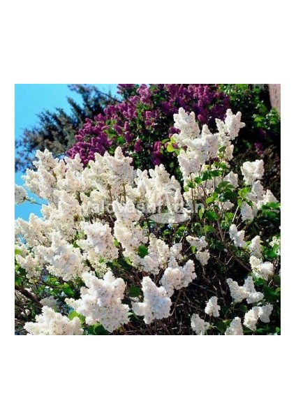 Syringa Vulgaris Mme Lemoine Leylak Fidanı