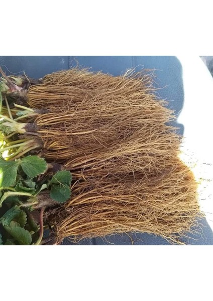 45 Adet Kabarla Çilek Fidesi Açık Kök Yeni Sezon fiyatları