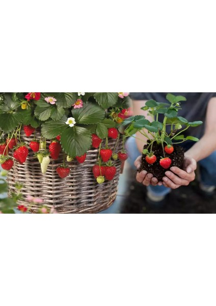 30 Adet Sweet Ann Çilek Fidesi Açık Kök Yeniz Sezon