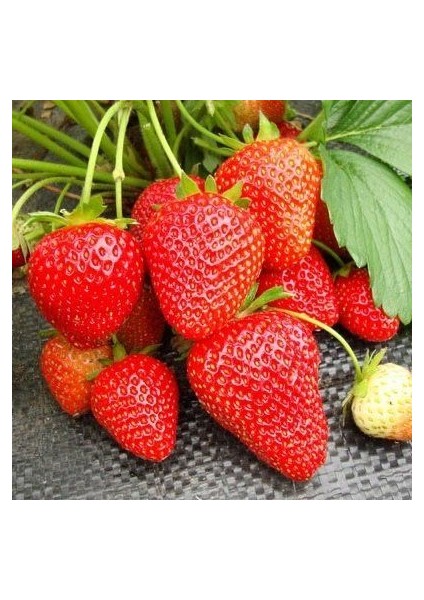 30 Adet Portola Çilek Fidesi Açık Kök Yeni Sezon