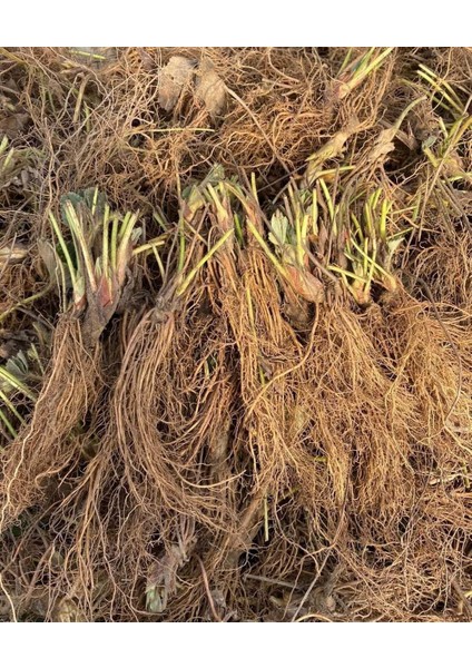 150 Adet Camıno Real Çilek Fidesi Açık Kök Yeniz Sezon fiyatları