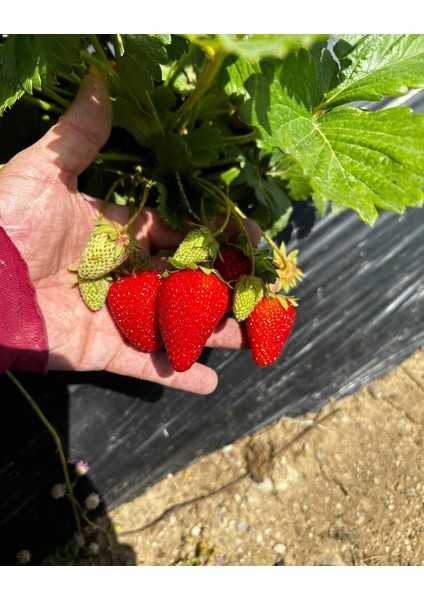 5 Adet Rubygem Çilek Fidesi Açık Kök Yeni Sezon