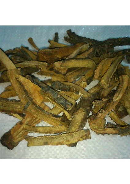 Işgın Kökü-Yaban Muzu Kökü
