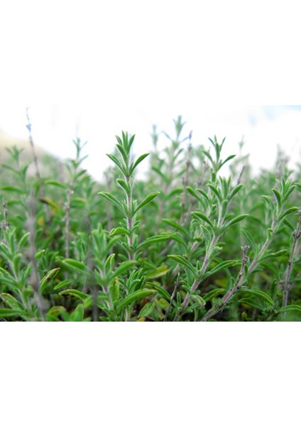 Thymus Vulgaris Kekik Fidanı Tüplü