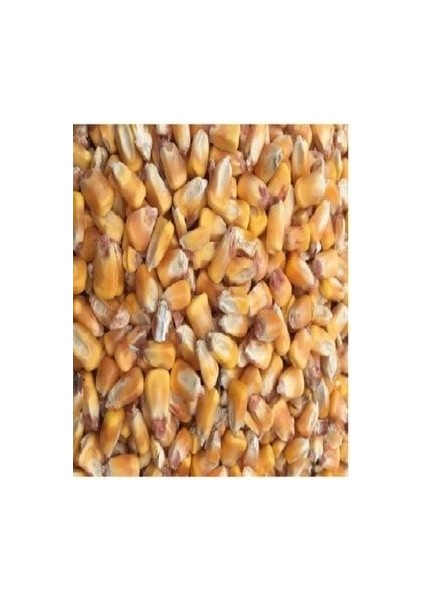 Tane Mısır 5 kg Tüm Mısır Yemlik Mısır Hayvan Yemi "balık Yemi"