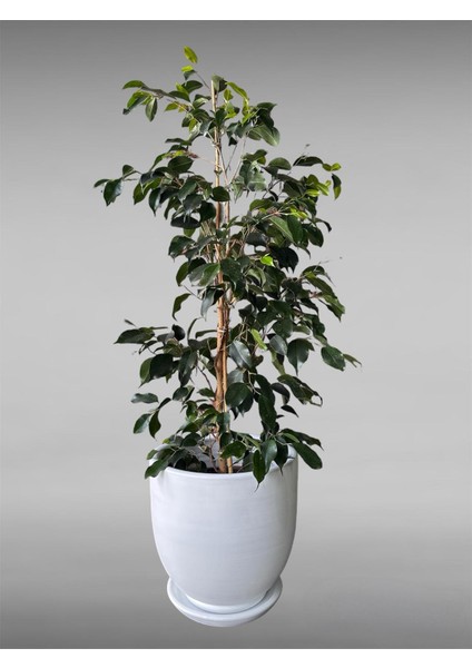 Çömlek Saksı Tabaklı Takım Y:30 cm-Ç:31 cm