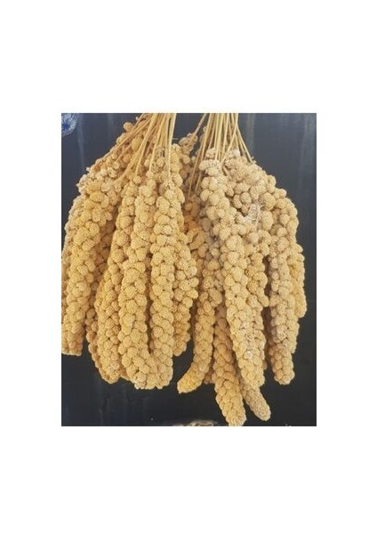 Sarı Dal Darı 250 gr Sarı Dal Darı