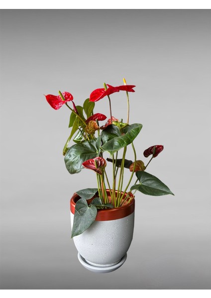 Çömlek Saksı Tabaklı Takım Y:24 cm-Ç:24 cm
