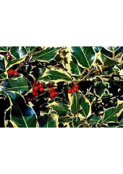 1-2 Yaş Arası Saksılı Alacalı Çoban Püskülü (Ilex Aquifolium 'madame Briot') Fidanı - Göz Alıcı Sarı Kenarlı Yapraklar ve Dekoratif Kırmızı Meyveler