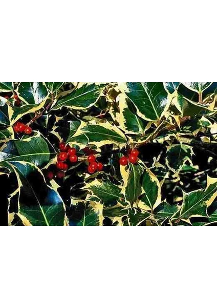 1-2 Yaş Arası Saksılı Alacalı Çoban Püskülü (Ilex Aquifolium 'madame Briot') Fidanı - Göz Alıcı Sarı Kenarlı Yapraklar ve Dekoratif Kırmızı Meyveler