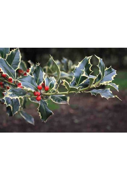 1-2 Yaş Arası Saksılı Alacalı Çoban Püskülü (Ilex Aquifolium 'madame Briot') Fidanı - Göz Alıcı Sarı Kenarlı Yapraklar ve Dekoratif Kırmızı Meyveler