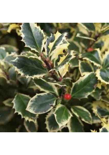 1-2 Yaş Arası Saksılı Alacalı Çoban Püskülü (Ilex Aquifolium 'madame Briot') Fidanı - Göz Alıcı Sarı Kenarlı Yapraklar ve Dekoratif Kırmızı Meyveler