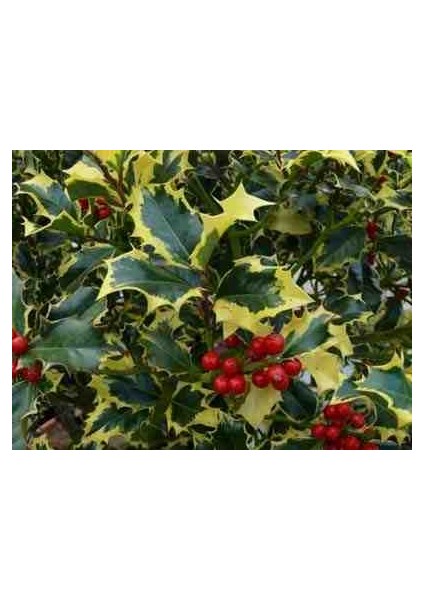 1-2 Yaş Arası Saksılı Alacalı Çoban Püskülü (Ilex Aquifolium 'madame Briot') Fidanı - Göz Alıcı Sarı Kenarlı Yapraklar ve Dekoratif Kırmızı Meyveler