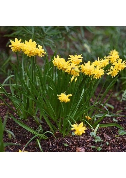 Tête Bouclé Nergis Soğanı Double Sarı – Narcissus