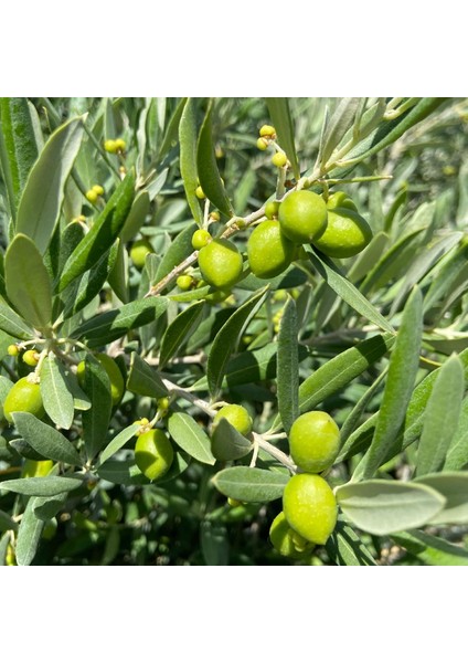 x 2 Galon Şişe - Erken Hasat Natürel Sızma Zeytinyağı 1000CC