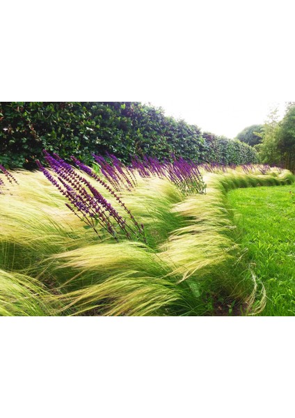 Stipa At Kuyruğu 10 Adet - Otsu Yer Örtücü Bitki
