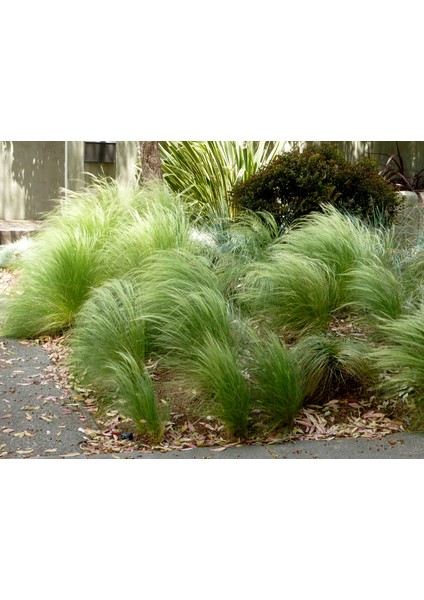 Stipa At Kuyruğu 10 Adet - Otsu Yer Örtücü Bitki