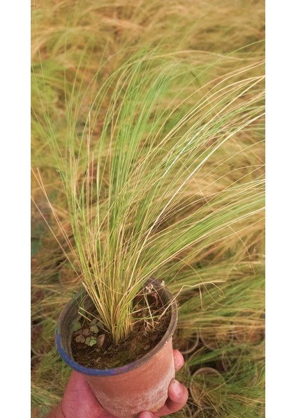 Stipa At Kuyruğu 10 Adet - Otsu Yer Örtücü Bitki
