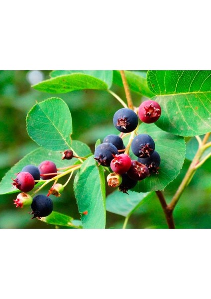 Şifalı Saskatoon Berry Fidanı 5 Adet