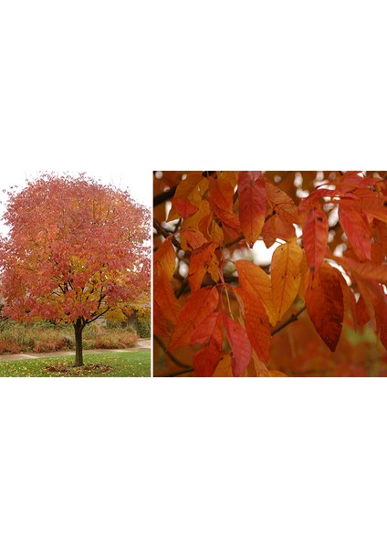 Amerikan Dişbudak Fidanı 3 Adet - Fraxinus Americana