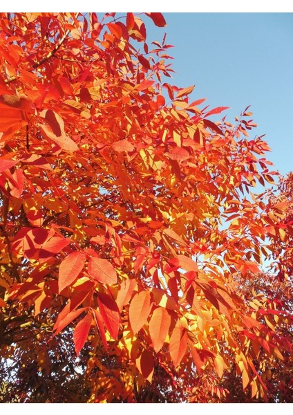 Amerikan Dişbudak Fidanı 3 Adet - Fraxinus Americana fiyatları