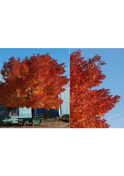 Amerikan Dişbudak Fidanı 3 Adet - Fraxinus Americana modelleri