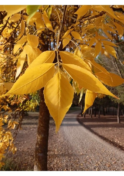 Amerikan Dişbudak Fidanı 3 Adet - Fraxinus Americana fırsatları