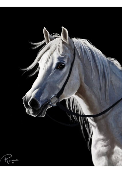 |Şık At Tablosu 29 |Çerçevesiz Kanvas Tablo fiyatları