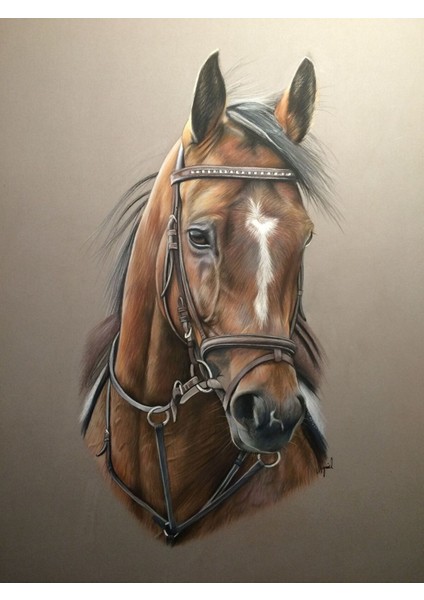 |Şık At Tablosu 16 |Çerçevesiz Kanvas Tablo fiyatları