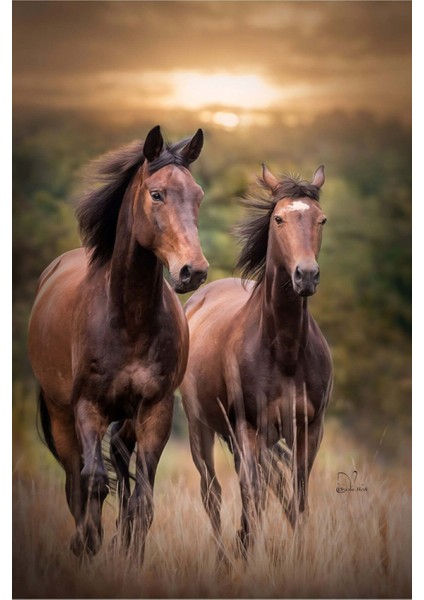 |Şık At Tablosu 58 |Çerçevesiz Kanvas Tablo fiyatları