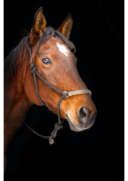 Kahverengi At-Brown Horse Kanvas Tablo