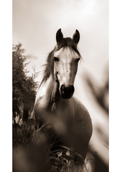 |Şık At Tablosu 35 |Çerçevesiz Kanvas Tablo fiyatları