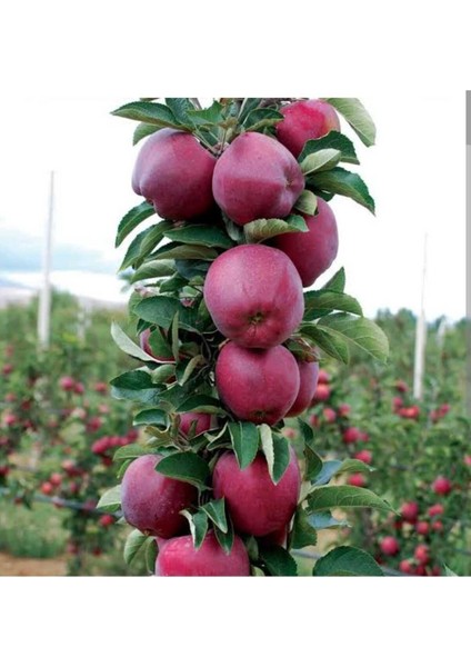 Tüplü Yarı Bodur Scarlet Spur Elma Fidanı 3 Yaşında 150-180 cm
