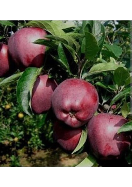 Tüplü Yarı Bodur Scarlet Spur Elma Fidanı 3 Yaşında 150-180 cm fiyatları
