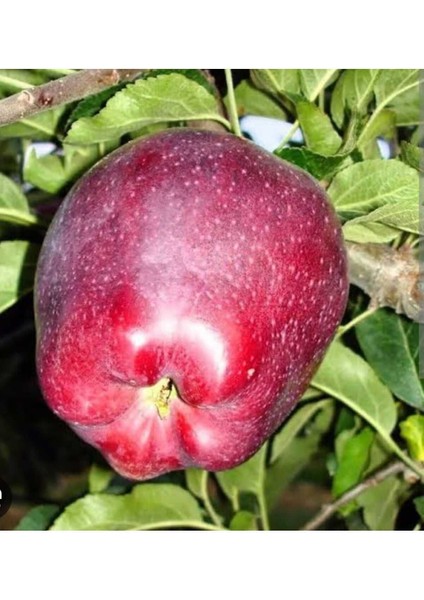 Tüplü Yarı Bodur Scarlet Spur Elma Fidanı 3 Yaşında 150-180 cm modelleri