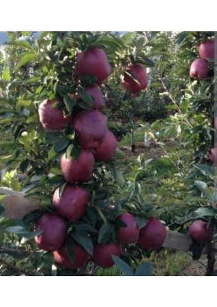Tüplü Yarı Bodur Scarlet Spur Elma Fidanı 3 Yaşında 150-180 cm fırsatları