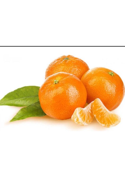 6'lı Fidan Kan Portakal,w. Murcott,limon, Portakal,satsuma Mandalina,greyfurt 4 Yaşında 120-150 cm fırsatları