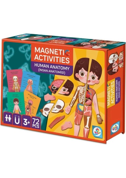 Manyetik Aktivite Insan Anatomisi