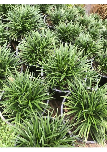 Osmanlı Çimi - Ophiopogon Japonicus - 500 Adet indirimleri