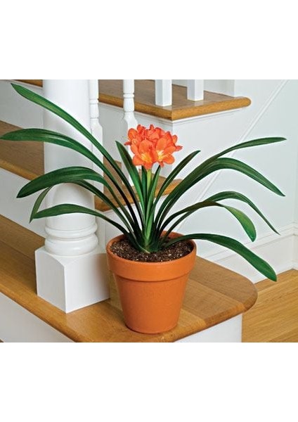 Clivia Miniata [Kafir Zambak]