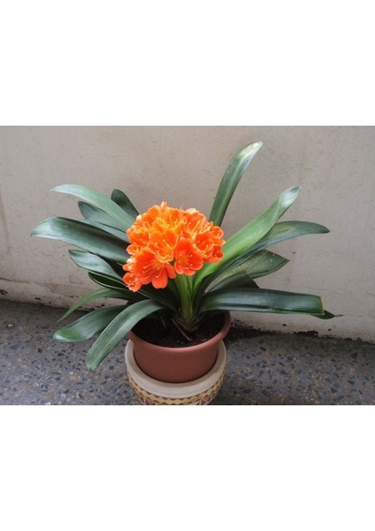 Clivia Miniata [Kafir Zambak]