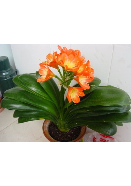 Clivia Miniata [Kafir Zambak]