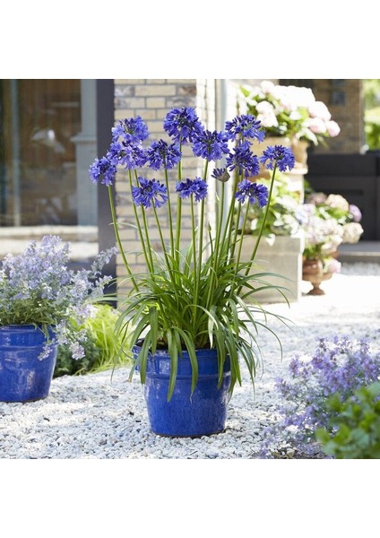 Afrika Zambağı Agapanthus 3 Adet