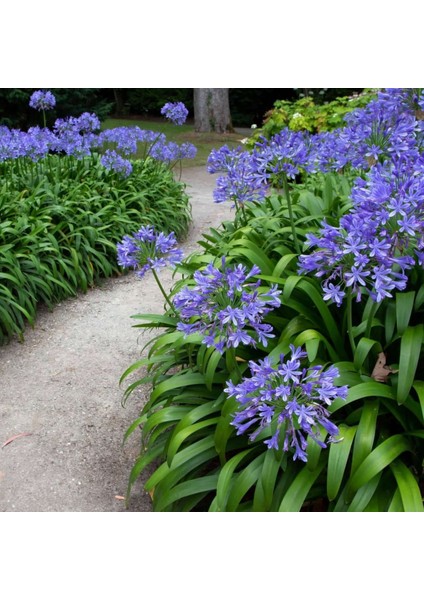 Afrika Zambağı Agapanthus 3 Adet