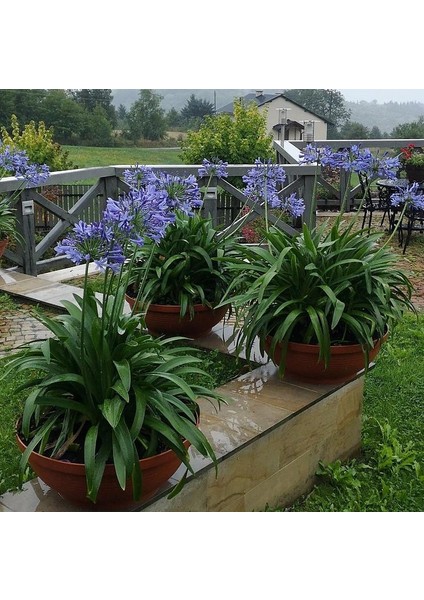 Afrika Zambağı Agapanthus 3 Adet