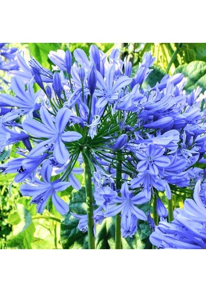 Afrika Zambağı Agapanthus 3 Adet