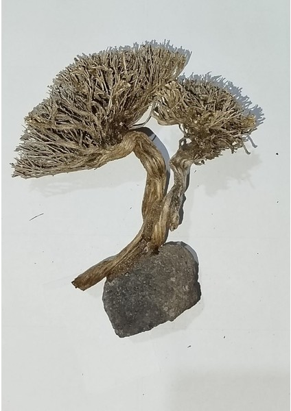 Akvaryum Moss Ağaç Figürü İki Dallı Moss Ağacı 10-15 Santim Aralığı