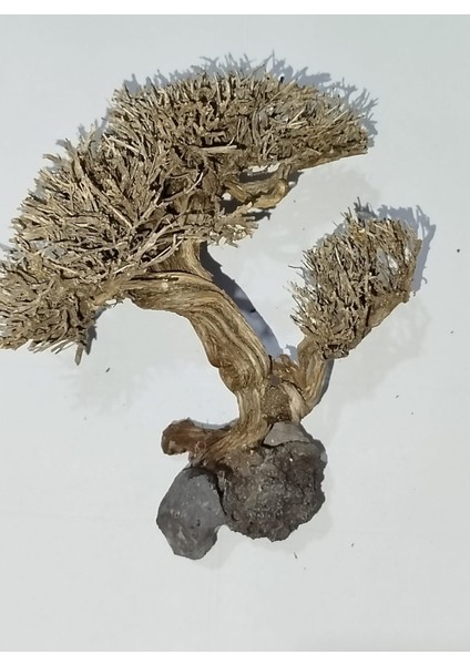 Akvaryum Moss Ağaç Figürü İki Dallı Moss Ağacı 10-15 Santim Aralığı fiyatları